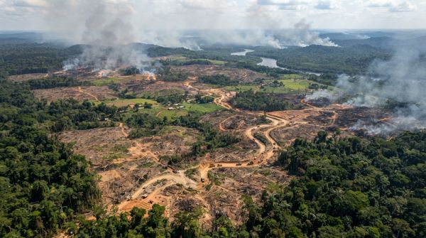 Urgence Amazonienne : Les Défis Vitaux de la Déforestation à Surmonter